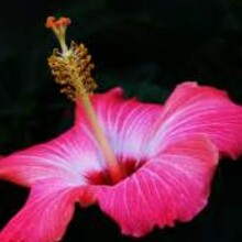 Hibiscus Macros